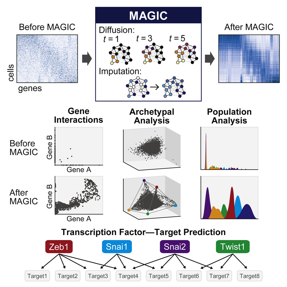MAGIC: Recovering Gene Interactions from Single-Cell Data Using Data Diffusion image