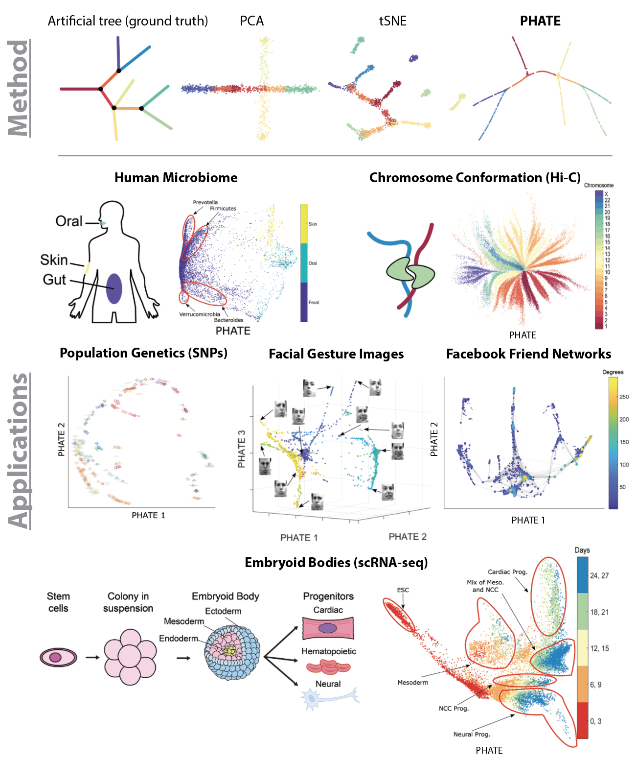 PHATE: Visualizing Transitions and Structure for Biological Data Exploration image